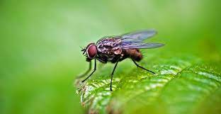 Why Do You Need An Expert Fly Control 
